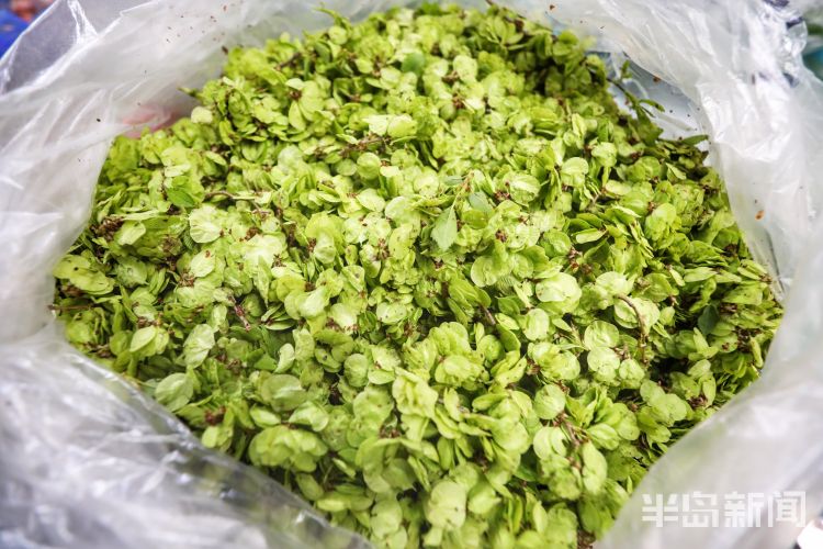 「榆钱」清明节至榆钱上市 爱吃的市民不要错过