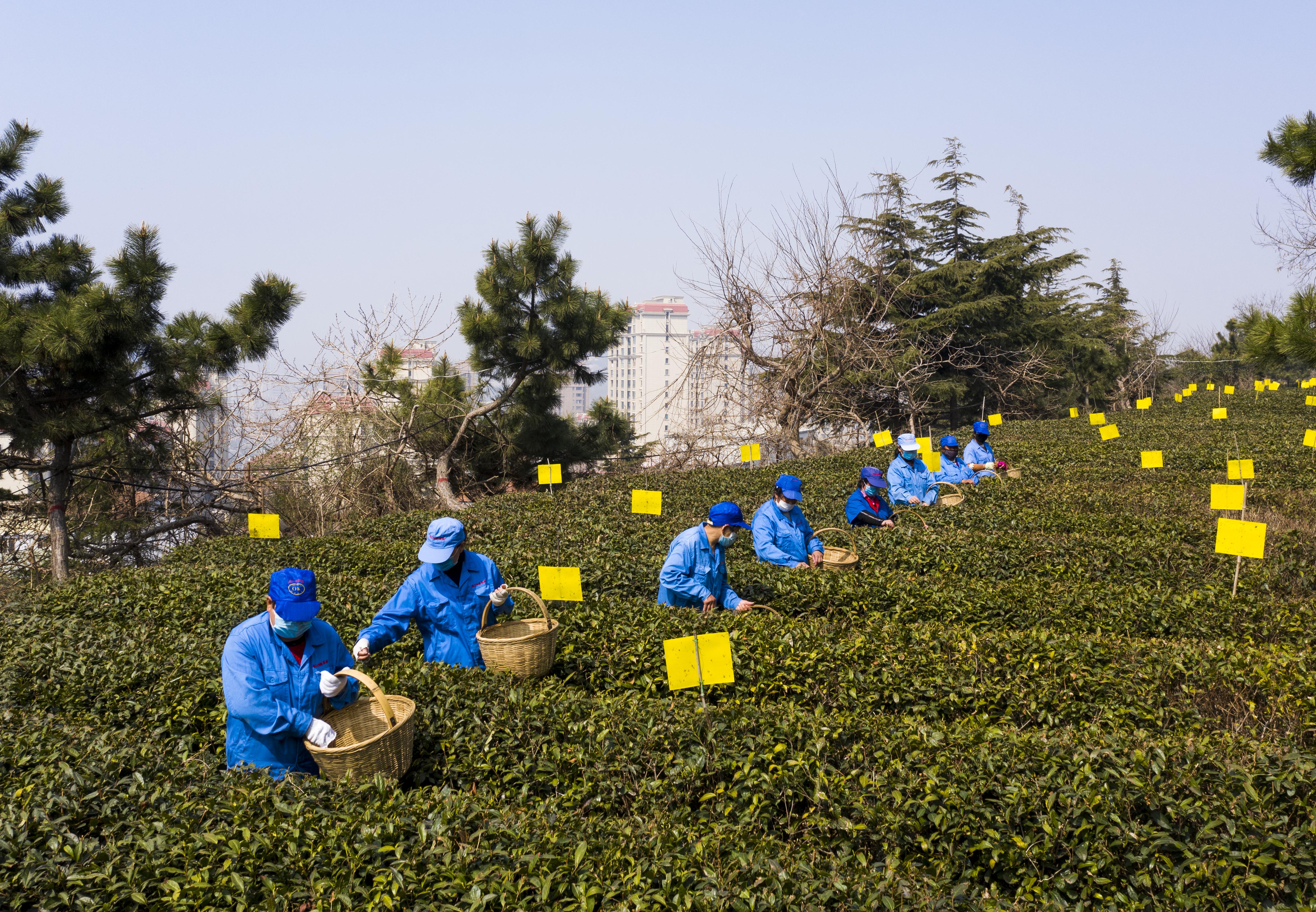 明前茶@时隔六年再现明前茶 崂山云雾茶场春茶采摘忙