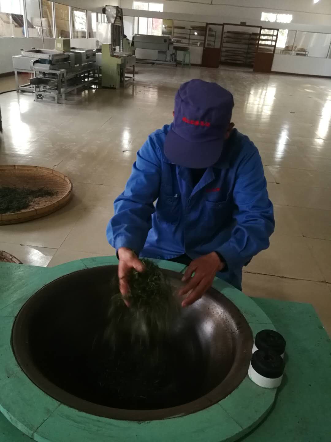 明前茶@时隔六年再现明前茶 崂山云雾茶场春茶采摘忙