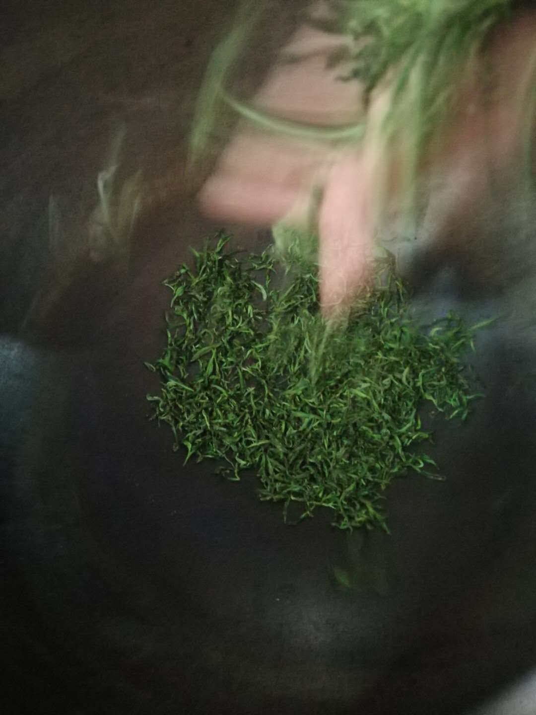 明前茶@时隔六年再现明前茶 崂山云雾茶场春茶采摘忙