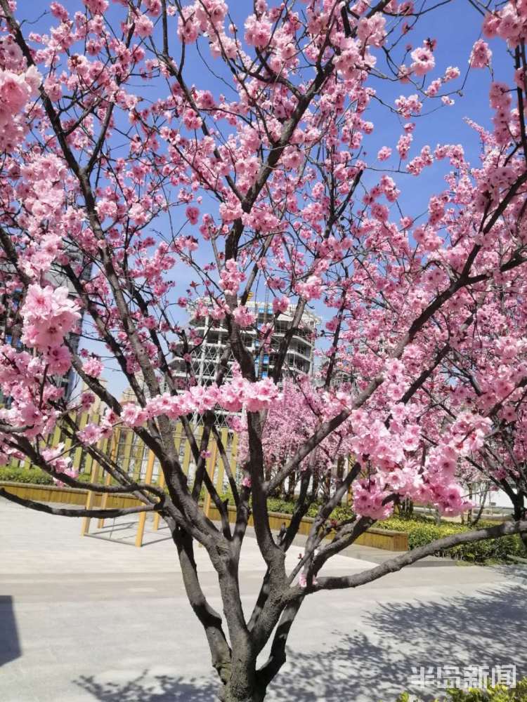 春色■清明春色无限好 青岛李村河沿岸不少市民来踏青