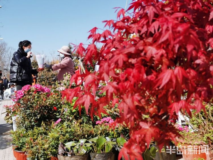 「花红叶绿」青岛松岭路一排花卉店铺吸引不少市民选购