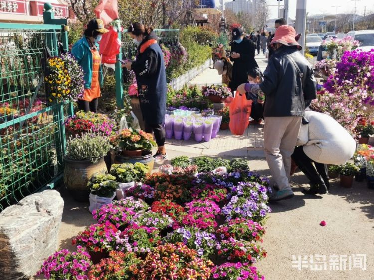 「花红叶绿」青岛松岭路一排花卉店铺吸引不少市民选购