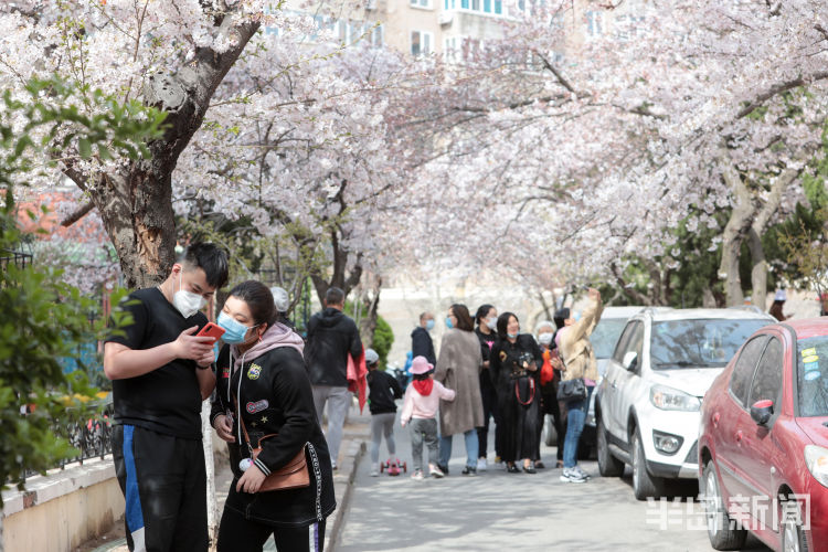 打卡■青岛市南区三明南路樱花绽放 许多游客和摄影爱好者慕名而来