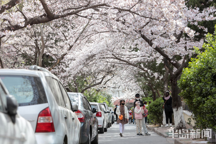 打卡■青岛市南区三明南路樱花绽放 许多游客和摄影爱好者慕名而来