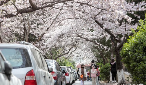 青岛市南区三明南路樱花绽放 许多游客和摄影爱好者慕名而来