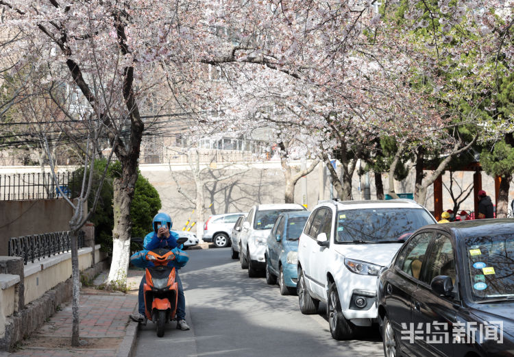 打卡■青岛市南区三明南路樱花绽放 许多游客和摄影爱好者慕名而来