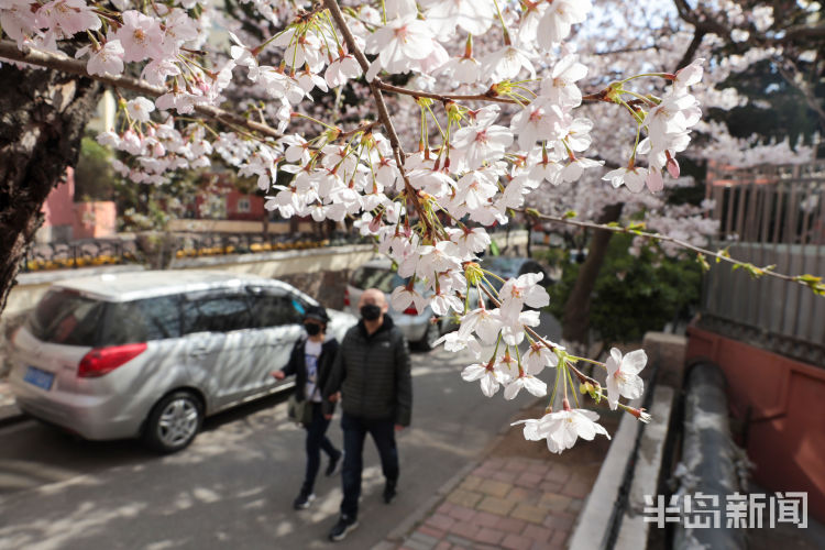 打卡■青岛市南区三明南路樱花绽放 许多游客和摄影爱好者慕名而来