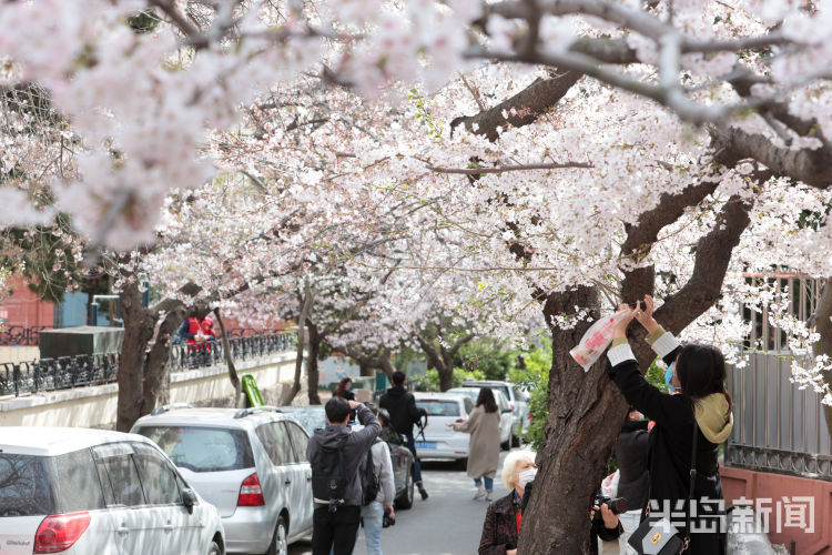 打卡■青岛市南区三明南路樱花绽放 许多游客和摄影爱好者慕名而来