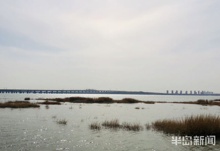 『纸鸢』感受春光里的勃勃生机 青岛白沙河海边小广场上空纸鸢飞舞