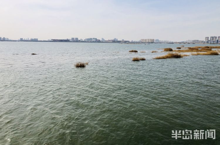 『纸鸢』感受春光里的勃勃生机 青岛白沙河海边小广场上空纸鸢飞舞