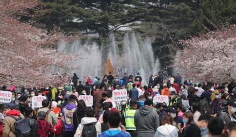 青岛中山公园樱花绽放 假期最后一天不少市民预约扫码入园