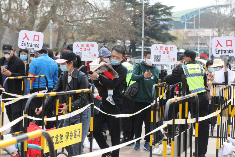 「扫码」青岛中山公园樱花绽放 假期最后一天不少市民预约扫码入园