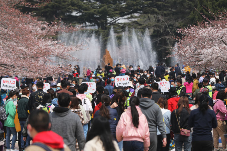 「扫码」青岛中山公园樱花绽放 假期最后一天不少市民预约扫码入园