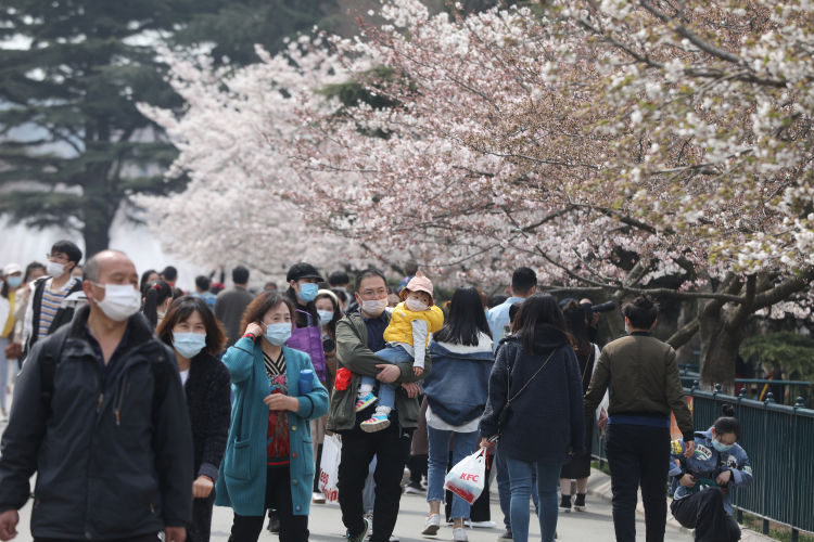 「扫码」青岛中山公园樱花绽放 假期最后一天不少市民预约扫码入园