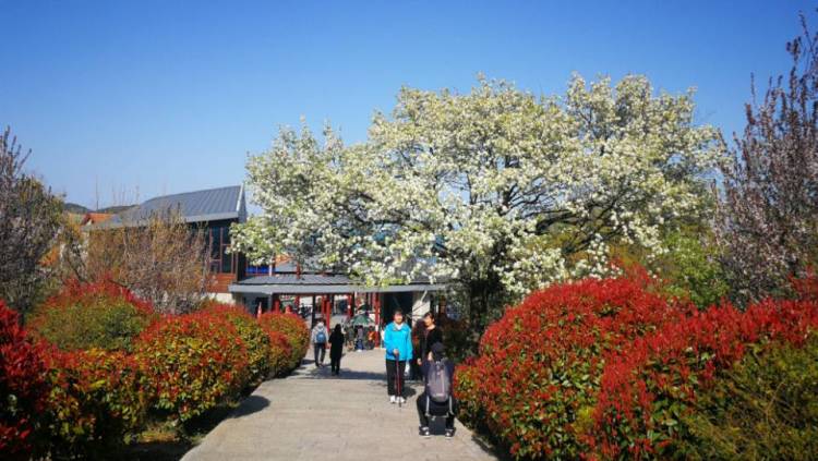 「4.2」清明假期三天崂山接待游客4.2万人次 客流平稳秩序良好