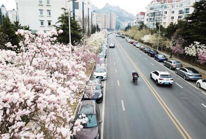 等成■清明假期崂山、中山公园、栈桥等成青岛市民踏青热门之选