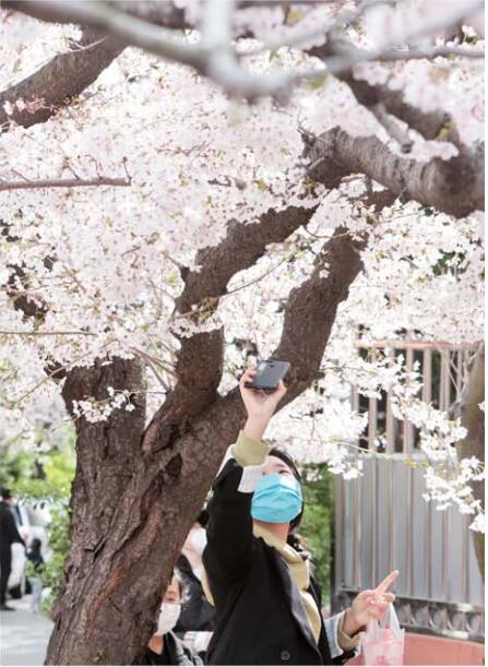等成■清明假期崂山、中山公园、栈桥等成青岛市民踏青热门之选