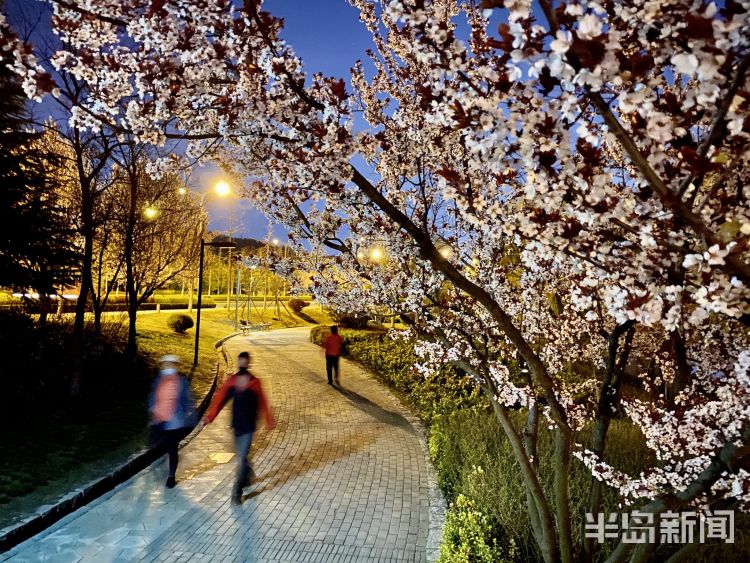 『李村河』灯光摇曳繁花似锦 夜游李村河看不一样的美景