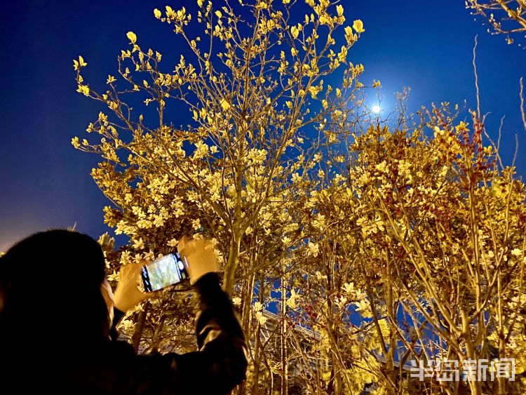 『李村河』灯光摇曳繁花似锦 夜游李村河看不一样的美景