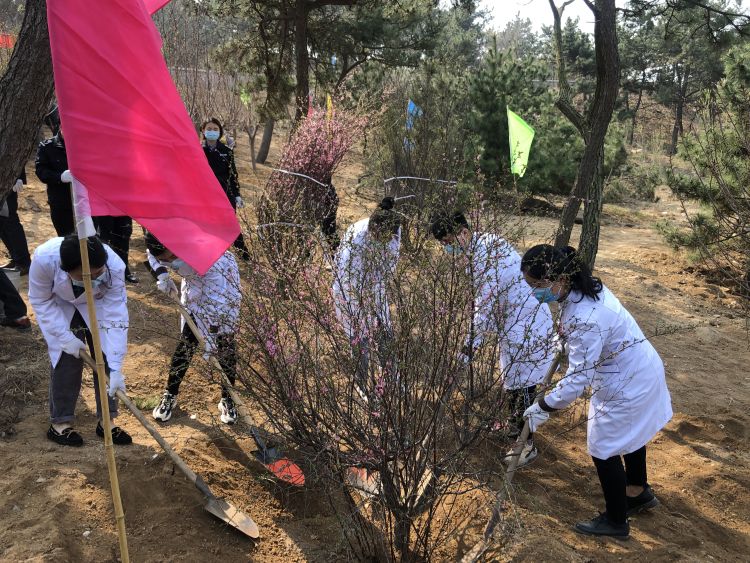 「白衣天使」市南区党员干部群众与白衣天使一起种下一片樱花林