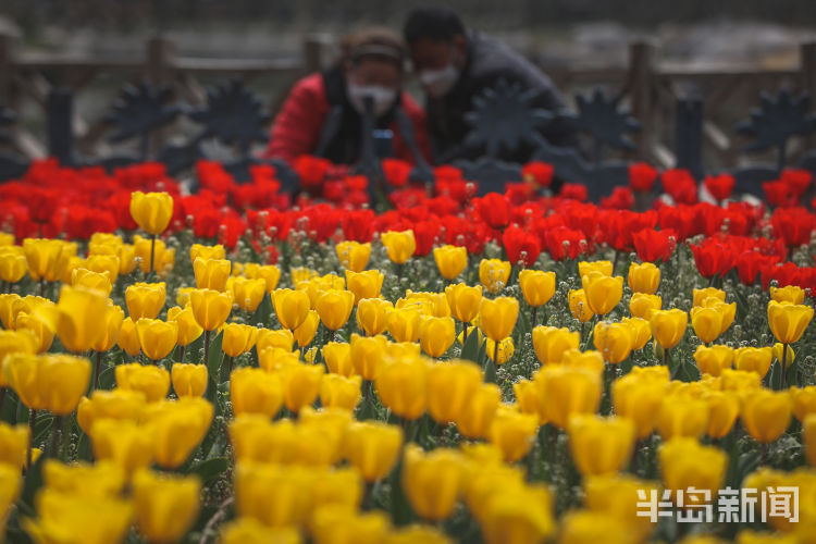 [满园]芬芳满园 青岛中山公园郁金香五彩绽放