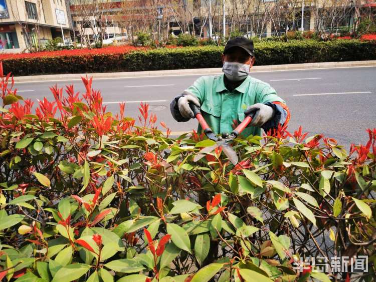 理发■精细化打造一草一木 市北区给路边灌木“理发”了