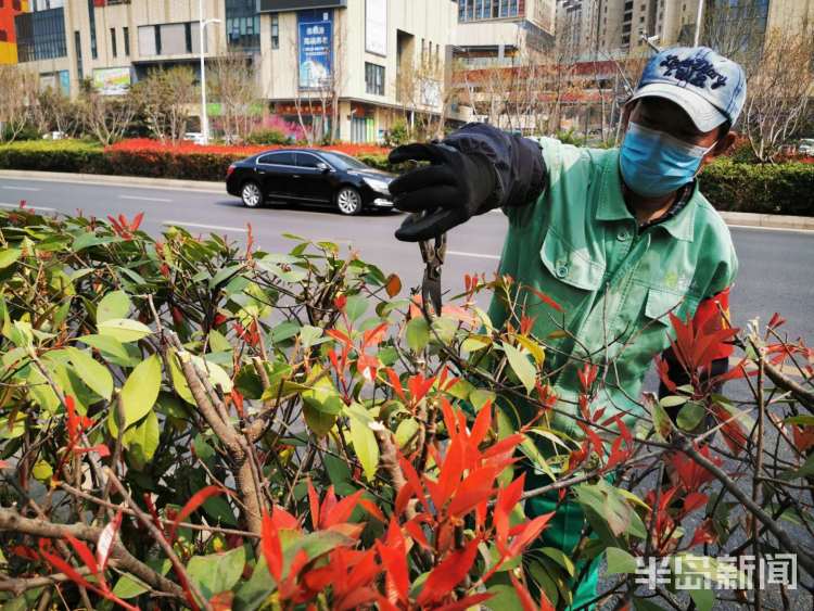 理发■精细化打造一草一木 市北区给路边灌木“理发”了