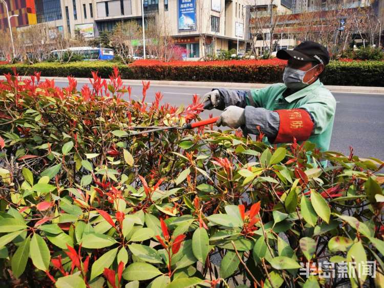 理发■精细化打造一草一木 市北区给路边灌木“理发”了