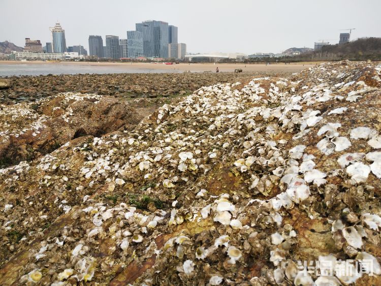 「赶海」青岛石老人海水浴场市民早起赶海寻获美味