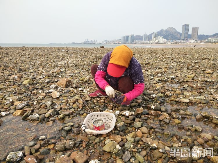 「赶海」青岛石老人海水浴场市民早起赶海寻获美味