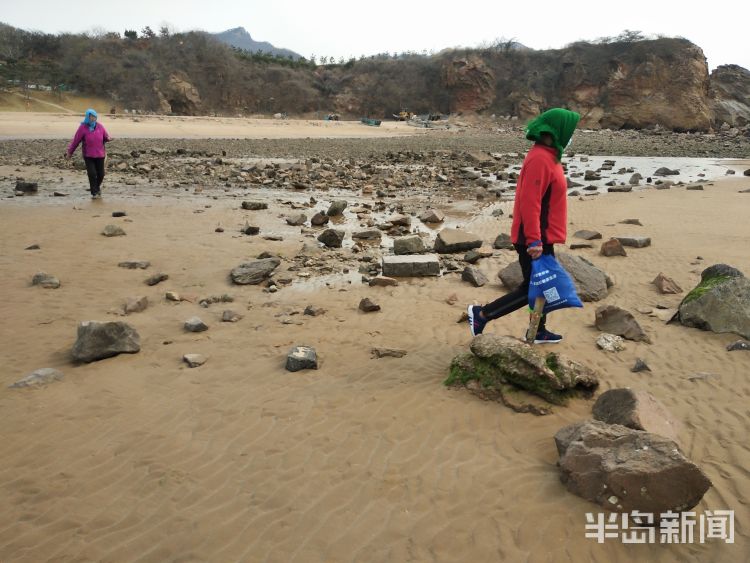 「赶海」青岛石老人海水浴场市民早起赶海寻获美味