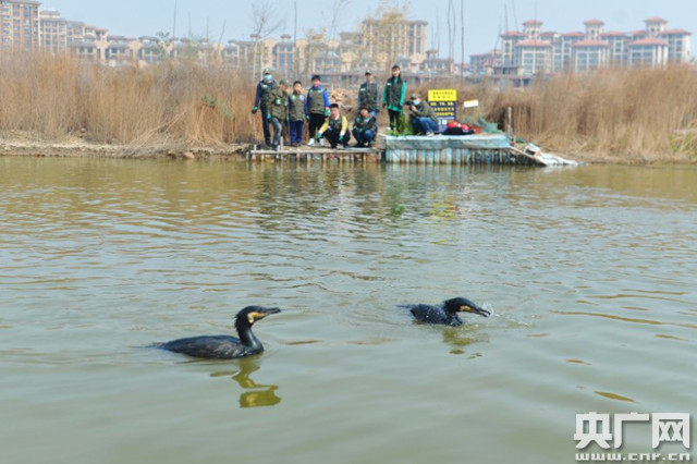 『网具』青岛2020年志愿者护飞行动启动 销毁非法地笼网具100余米