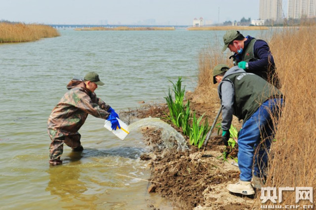 『网具』青岛2020年志愿者护飞行动启动 销毁非法地笼网具100余米