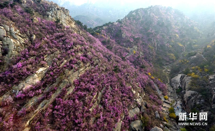 『珠山』青岛大珠山杜鹃花海漫山绽放