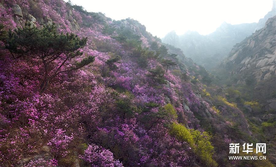 『珠山』青岛大珠山杜鹃花海漫山绽放
