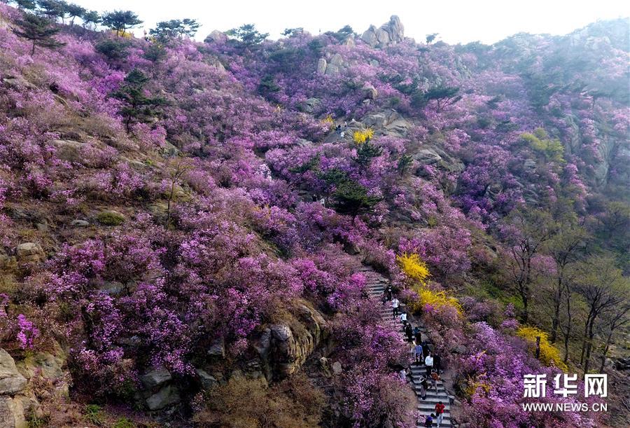 『珠山』青岛大珠山杜鹃花海漫山绽放