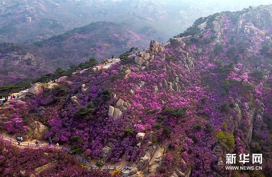 『珠山』青岛大珠山杜鹃花海漫山绽放