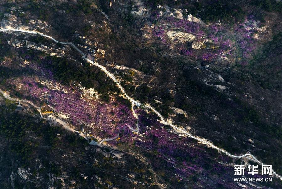 『珠山』青岛大珠山杜鹃花海漫山绽放