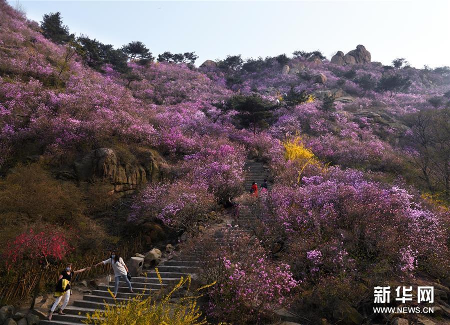 『珠山』青岛大珠山杜鹃花海漫山绽放