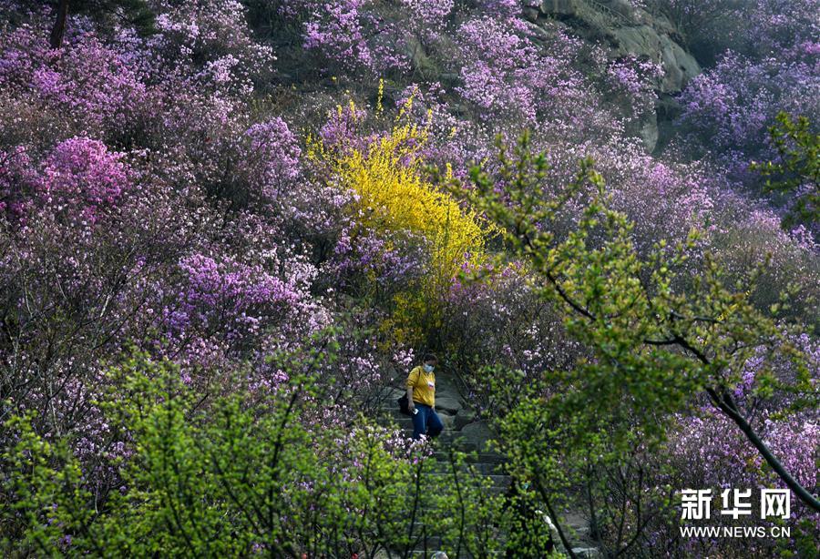 『珠山』青岛大珠山杜鹃花海漫山绽放