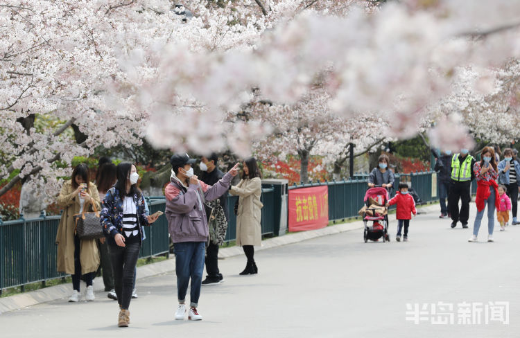 雨雨雨@未来几天青岛气温有所下降还会降雨 赏樱要抓紧啦