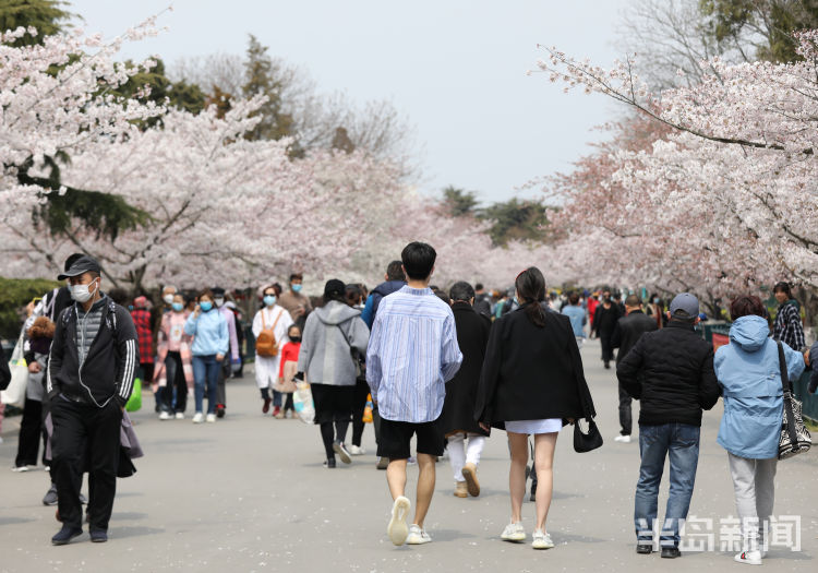 雨雨雨@未来几天青岛气温有所下降还会降雨 赏樱要抓紧啦