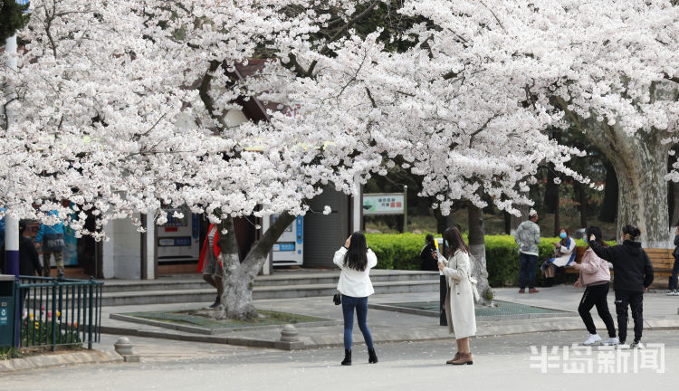 雨雨雨@未来几天青岛气温有所下降还会降雨 赏樱要抓紧啦