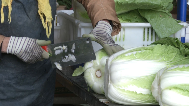 『白菜』半个月300多吨蔬菜走出国门 莱西大白菜变“金”白菜