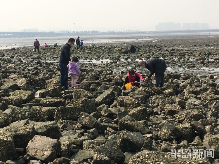 『赶海』不少市民去青岛后海赶海 海鲜一挖一“麻袋”