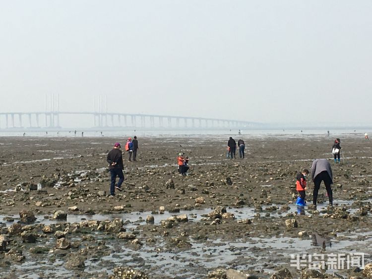 『赶海』不少市民去青岛后海赶海 海鲜一挖一“麻袋”