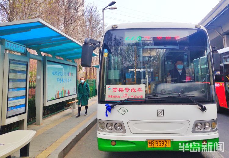 赏花正当时青岛公交26路228路增发赏樱专线