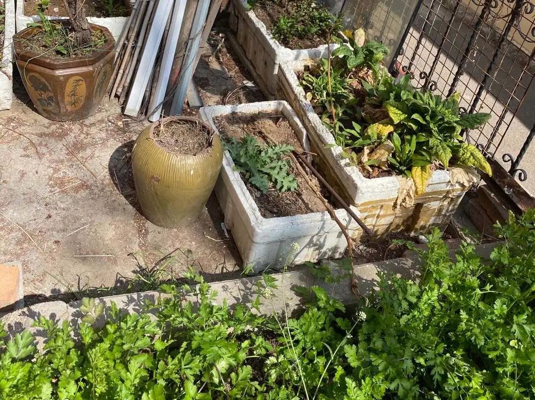 「两不误」崂山网格员在行动：齐头并进广宣传 排查罂粟两不误