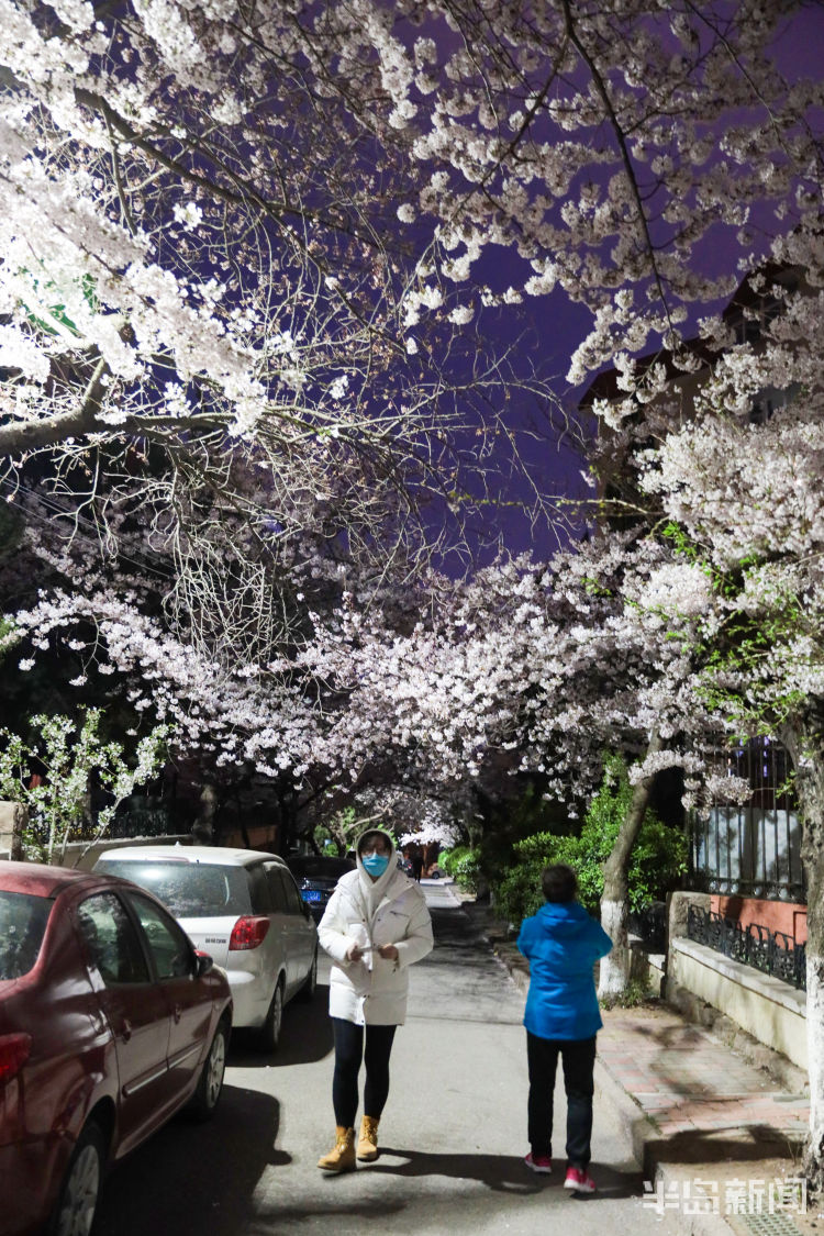 夜赏：青岛三明南路：漫步路灯樱花之下 别有一番韵味